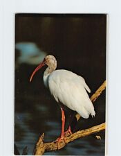 Postcard White Ibis, Everglades National Park, Florida picture