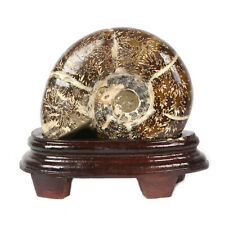 117mm Ammonite Fossil Art Collection Rock Display Specimen picture