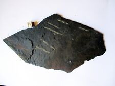 Amazing group of Graptolites from Abereiddy in Wales 215mm x 120mm picture