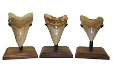 MEGALODON SHARK TOOTH - DISPLAY STAND - size LARGE - REAL WOOD BASE picture