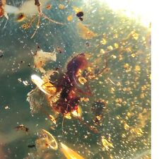 Superior Mexican Amber with Insect Inclusions - Plus Quality, Truly Remarkable picture