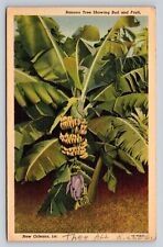 Banana Tree Showing Bud & Fruit New Orleans Louisiana LA Vintage Postcard 1940s picture