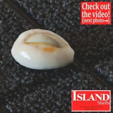 GEM Cypraea Obvelata #2  20.7mm GORGEOUS BLUE-EYED BEAUTY from Tahiti picture