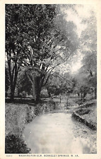 Washington Elm Berkeley Springs West Virginia 1927 Postcard picture