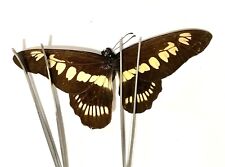 Insect Butterfly Papilionidae Graphium latreillianus theorini-Rare Female picture