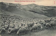 Postcard Sheep on the Range 3,000 in the Herd picture