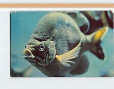 Postcard Bream Fish Silver Springs Florida USA picture