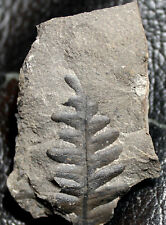 Nice preserved Carboniferous fossil fern - Lonchopteris sp. picture