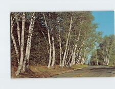 Postcard Beautiful white birches USA picture