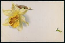 art Maurice Boulanger flower Narcisus original old 1900s litho postcard picture