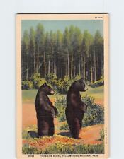Postcard Twin Cub Bears Yellowstone National Park USA picture