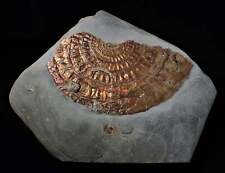 Huge copper iridescent Caloceras display ammonite fossil 125 mm Jurassic UK picture