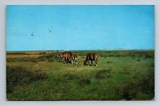 Outer Banks Wild Horses North Carolina Ocracoke Island NC Postcard picture