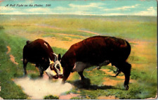 c.1911 Postcard A Bull Fight On The Plains picture