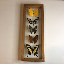 5 Real Butterflies Mounted Taxidermy Double Pained Glass Wood Frame Made In Peru picture
