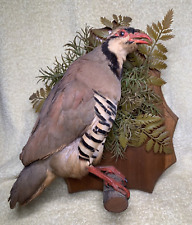 Vintage CHUKAR PARTRIDGE Bird Taxidermy Mount On Wood Hunting Decor Man Cave picture