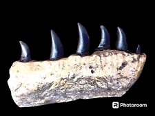 Megalosaurus bucklandii partial dentary fossil replica- dinosaurs-paleontology picture