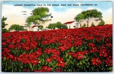 Postcard - Largest Poinsettia Field In The World - California picture