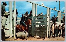 Postcard Horseback Rider UNP VTG Plastichrome Unused Vintage Chrome picture