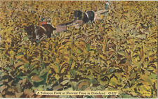Tobacco Field At Harvest Time In Dixieland-Near Georgia-GA picture