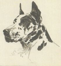 Harlequin Great Dane - CUSTOM MATTED 5 x 7 - 1935 Dog Art Print - Diana Thorne picture