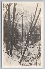 RPPC Young Trees in Winter c1920 Real Photo Postcard picture