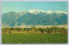 Postcard Montana's Man Mountain Near Whitehall & Twin Bridges Montana Cows picture