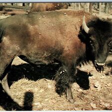 c1960s Parke County IN Buffalo Gobblers Knob Zoo Farm Bison Nr Rockville PC A240 picture