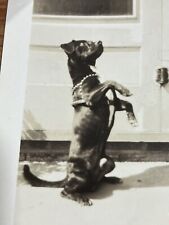 Unusual 1930's DOG Begging Cute Pet Vintage Snapshot PHOTO Dated picture