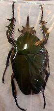 Mecynorrhina torquatas Male, Large Green Flower Beetle 69.7mm picture