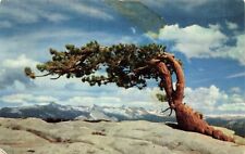 Postcard Jeffrey Pine, Sentinel Dome, Yosemite National Park California Posted picture