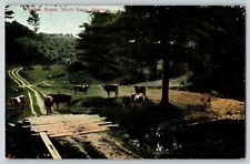 Postcard Pasture Scene - North Saco Maine picture