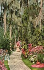 Postcard FL Cypress Gardens Southern Belles Spanish Moss Chrome Vintage PC J7435 picture