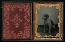 1/4 Plate Ambrotype Photo of a Spotted Dog - Antique Image, Late 1850s picture