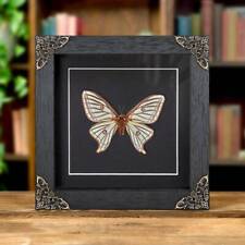 Female Spanish Moon Taxidermy Moth in Baroque Style Frame (Graellsia isabellae) picture