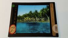 Glass Magic Lantern Slide BKV A COCONUT GROVE WATER COCONUT TREES picture