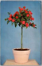 Postcard: Miniature Tree Roses - Exquisite Miniature Varieties and Colors A41 picture