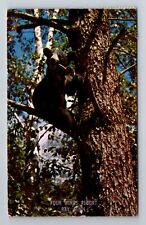 Minnesota Black Bear Climbing A Tree, Antique, Vintage c1967 Postcard picture