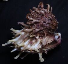 edspal shells - Spondylus foliaceus 88mm  F+++ cluster barbatus 53mm F+++ picture
