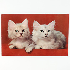 White Maine Kitty Cat Postcard 1950s Kitten Pet Feline Animal Portrait Art B2162 picture