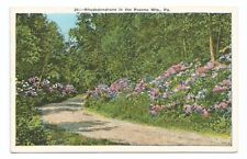 Pocono Mountain PA Postcard Pennsylvania Rhododendron Flowers picture