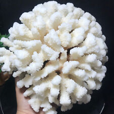 1994g Natural Real Coral White Reef Aquarium Decor Coral home decoration 02 picture