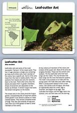 Leaf-Cutter Ant #34.17 Arthropods - Grolier Wildlife Adventure Card picture