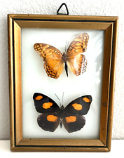 Two Real Butterflies Framed Mounted Mexican Fritillary & Catonephele Numilia picture