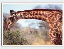Postcard Giraffe Eating Acacia Tree, Tarangire, Tanzania picture