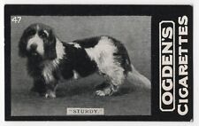 Basset Hound Tobacco Card Dog Card 1902 Ogdens Tabs Cigarettes Series D #47 picture