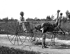 1903 Two Ostrich Carriage, S, Pasadena, CA Old Photo 8.5