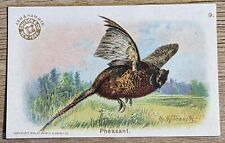 1908 J4 Church & Co Arm & Hammer New Series Of Birds Pheasant Card #9 picture
