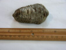 	 Trilobite fossil Ordovician Period 450 million years old 2-3 inch FB66 picture