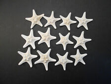 12 White Knobby Starfish 2-3